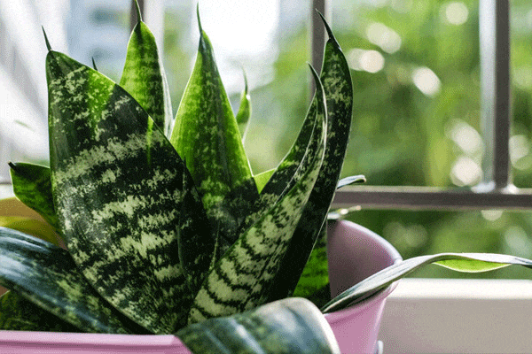 آیا سانسوریا سمی است